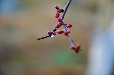 Close-up of flower buds