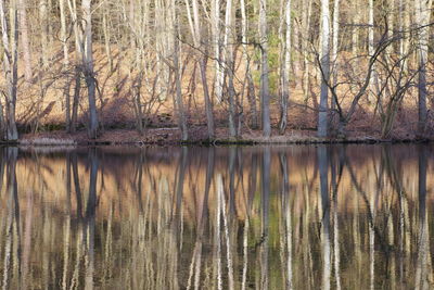 Reflection of bare trees in lake