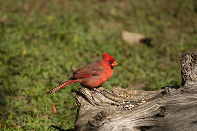 Cardinal on a log