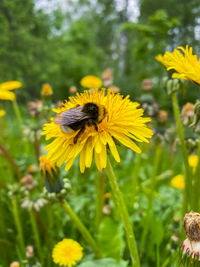 Close-up of bee on yellow flower