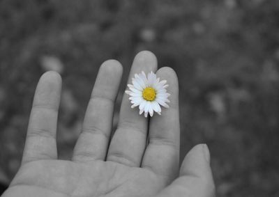 Close-up of hand holding flower