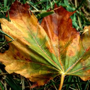 Close-up of leaves