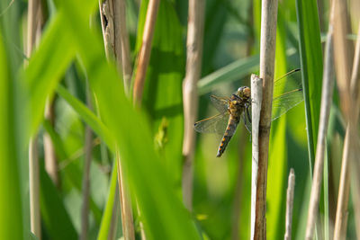 Close-up of insect on grass