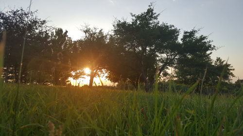 Trees on field against sky at sunset