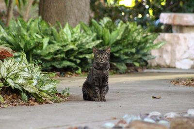 Cat sitting on plant
