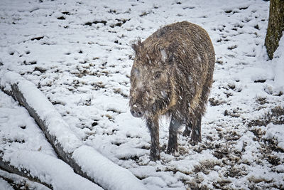 View of an animal on snow covered land