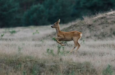 Deer running on field