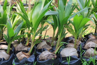 High angle view of plants growing on field