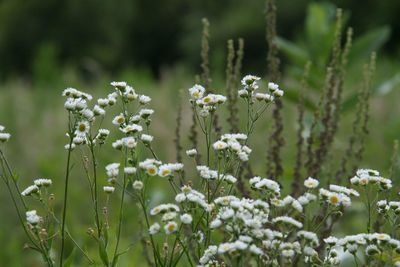 Close-up of white flowering plant