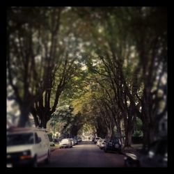 Road passing through trees