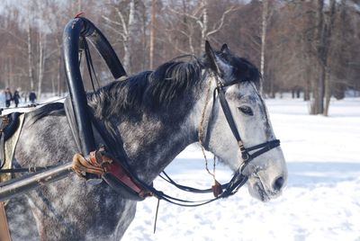 Horse in a field