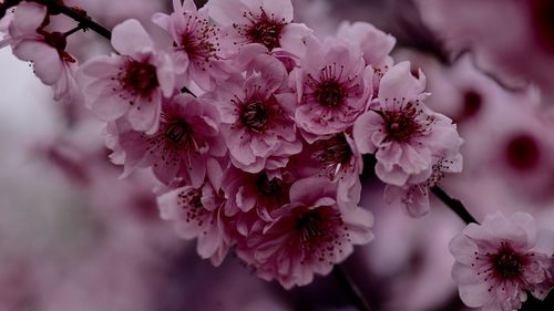 Close-up of pink flowers