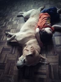 High angle view of dog sleeping