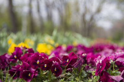 Close-up of purple crocus blooming on field