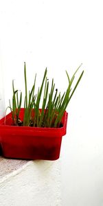 Close-up of potted plant against wall