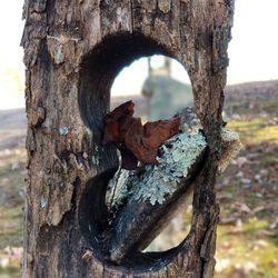 Close-up of tree trunk