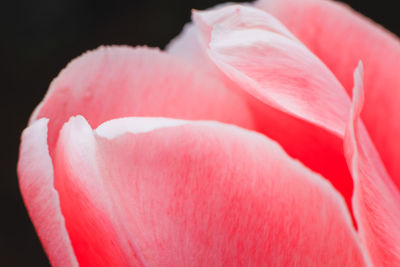 Close-up of pink rose against black background