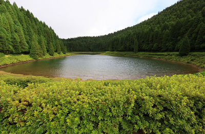 Scenic view of lake in forest against sky