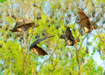 Flying sequence of a fruit bat