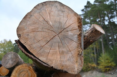 Close-up of tree stump in forest