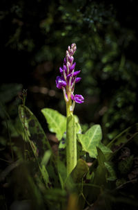 Close-up of purple flowering plant on field
