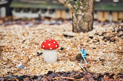 Close-up of mushroom on field