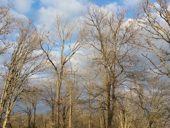 Low angle view of trees against sky