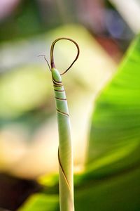 Close-up of spiral plant