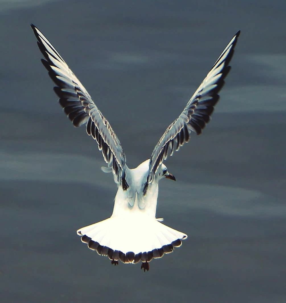 CLOSE-UP OF BIRD FLYING OVER WHITE BACKGROUND