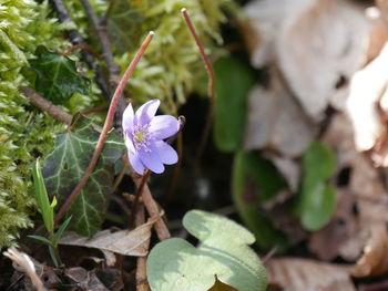 Close-up of purple flowering plant