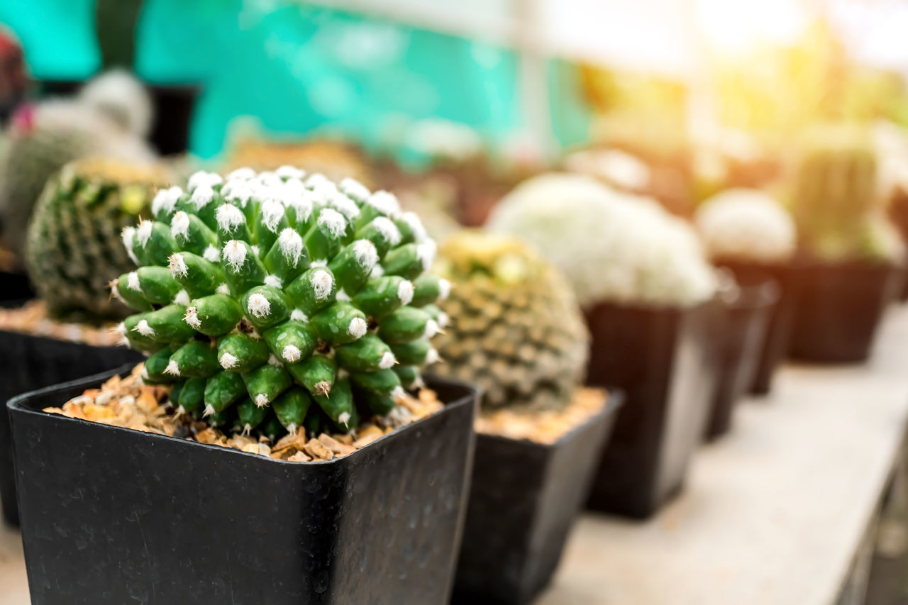 CLOSE-UP OF SUCCULENT PLANTS