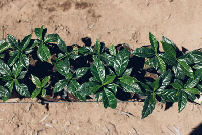 High angle view of plant on field