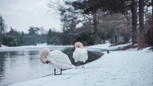 View of birds in snow