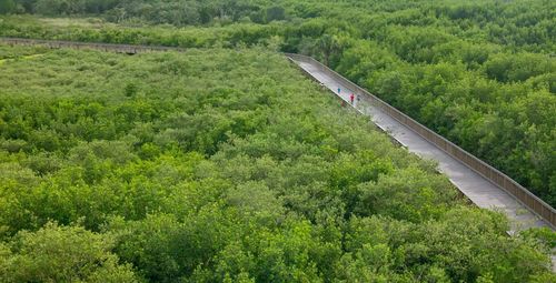 High angle view of road through bushes