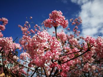 Low angle view of pink cherry blossoms against sky