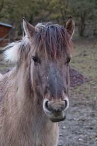 Close-up portrait of a horse on field