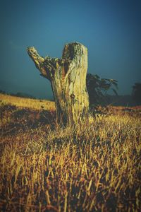 Close-up of tree on field against sky