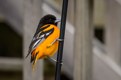 Close-up of bird perching