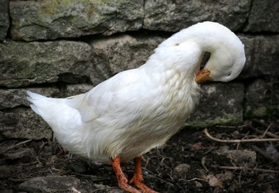 Close-up of preening goose