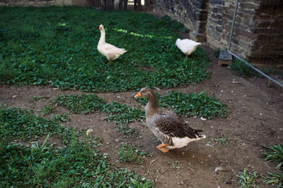 High angle view of ducks on grass