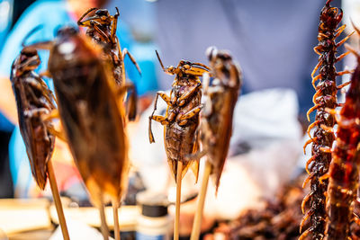 Close-up of insect