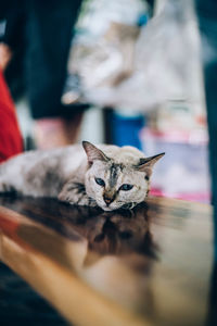 Close-up portrait of cat relaxing on floor