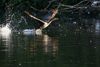 Bird in water