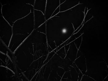 Low angle view of bare trees at night