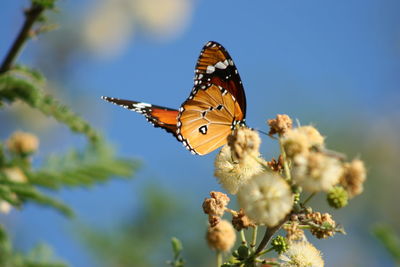 Close-up side view of butterfly on flowers