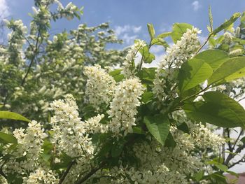 Close-up of flowers blooming on tree