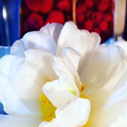 Close-up of white flower