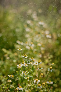 Chamomile field