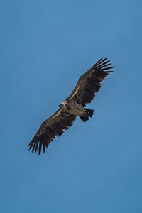 White-backed vulture soars under perfect blue sky