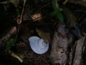 High angle view of shells on ground